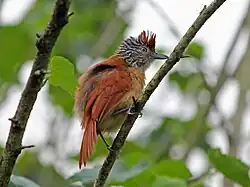 ♀