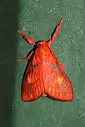 Barsine flavodiscalis(Arctiinae, Lithosiini)