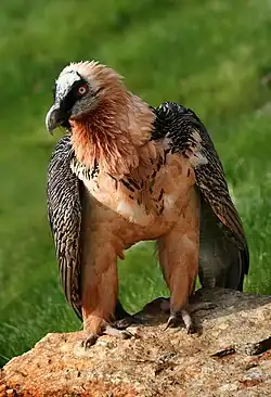 Un gypaète barbu au zoo alpin d'Innsbruck (Autriche).
