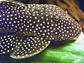 Baryancistrus