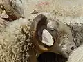 Tête de brebis basco-béarnaise
