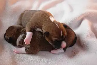 Chiots Basenji