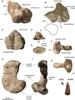Os fossiles crâniens d'un reptile marin préhistorique exposée sur fond blanc.