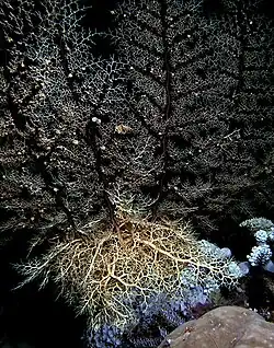 Astroboa granulatus
