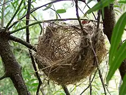 Nid en forme de panier, le plus fréquent.