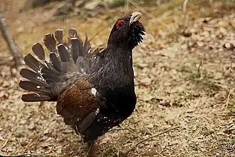 Le grand tétras est l'emblème du parc.