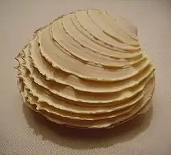 Bassina yatei