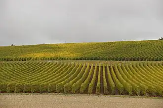 Les vignes.