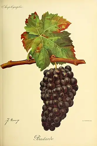 Trousseau