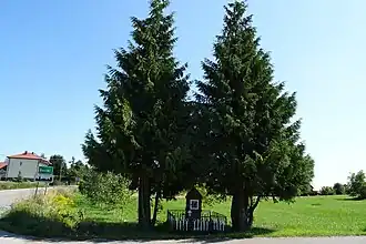 Baszki