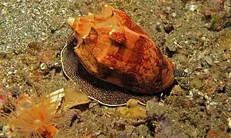 Cymbiola vespertilio vivant.