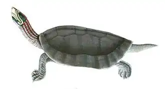 Description de l'image BatagurKachuga.jpg.
