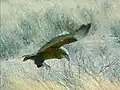 Un juvénile au Kalahari
