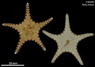 Bathyferdina aireyae