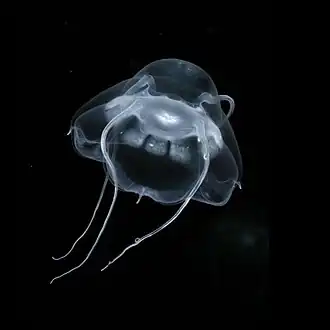 Bathykorus bouilloni, une hydroméduse de l'ordre des Narcomedusae.