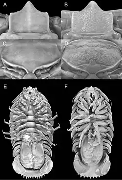 Bathynomus raksasa