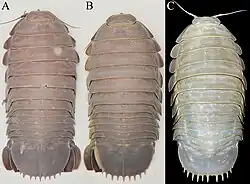 Bathynomus jamesi