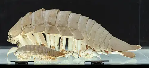 Bathynomus kensleyi (le plus gros)