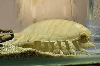 Bathynomus richeri