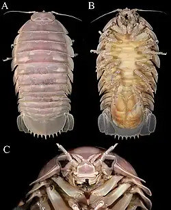 Bathynomus vaderi