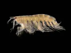 pontoporeiidé amphipode