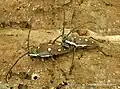 Batocera rubus