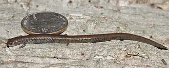 Description de l'image Batrachoseps luciae.jpg.