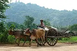 Char à bœufs.