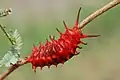 Chenille de Battus philenor