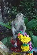 Macaque crabier