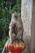 Macaque crabier femelle et son petit à l'entrée des grottes.