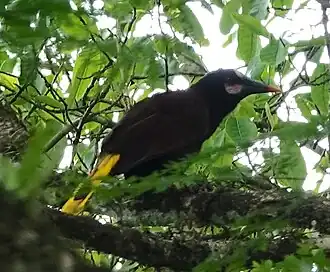 Description de l'image Baudó Oropendola imported from iNaturalist photo 232315629 on 15 April 2024.jpg.