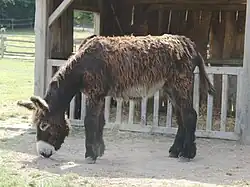 Baudet du Poitou.