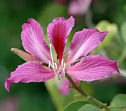 Fleur.