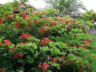 Description de l'image Bauhinia galpinii.jpg.