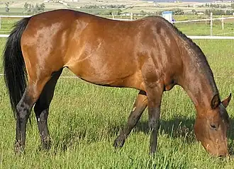 Jument baie 3/4 arabe, enregistrée comme demi-sang arabe (Half-arabian) aux États-Unis