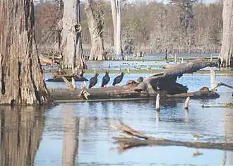 Dans un bayou de Louisiane avec des Urubus noir, aux États-Unis.