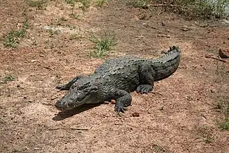 Crocodile du Nil, Bazoulé, Burkina Faso.