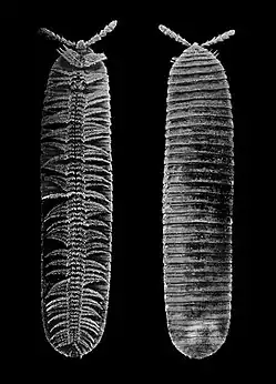 Bdellozonium cerviculatum, mâle.