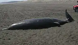 Mésoplodon de Gray