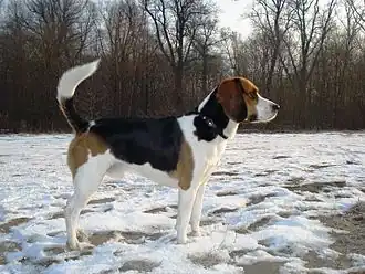 Beagle-Harrier.