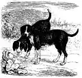 Beagle du Sud.