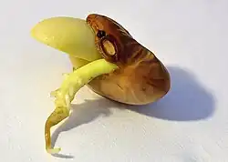 Germination d'un haricot.