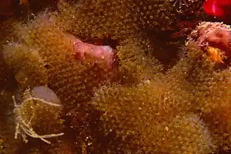 Beania magellanica (Beaniidae).