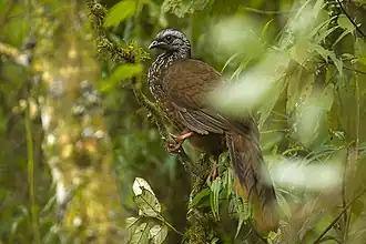 Description de l'image Bearded Guan.jpg.