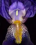 Iris à « barbe »