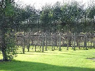 Vignes hautes dans le vignoble de Bearsted.