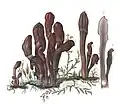 Clavaria mitrata