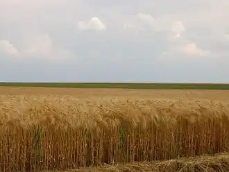 La Beauce entre Dreux et Chartres, dans le Nord-Est.