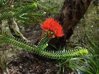 Description de l'image Beaufortia squarrosa Flowers.jpg.